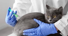 Jakie są objawy i przyczyny chorób dróg moczowych u kotów?